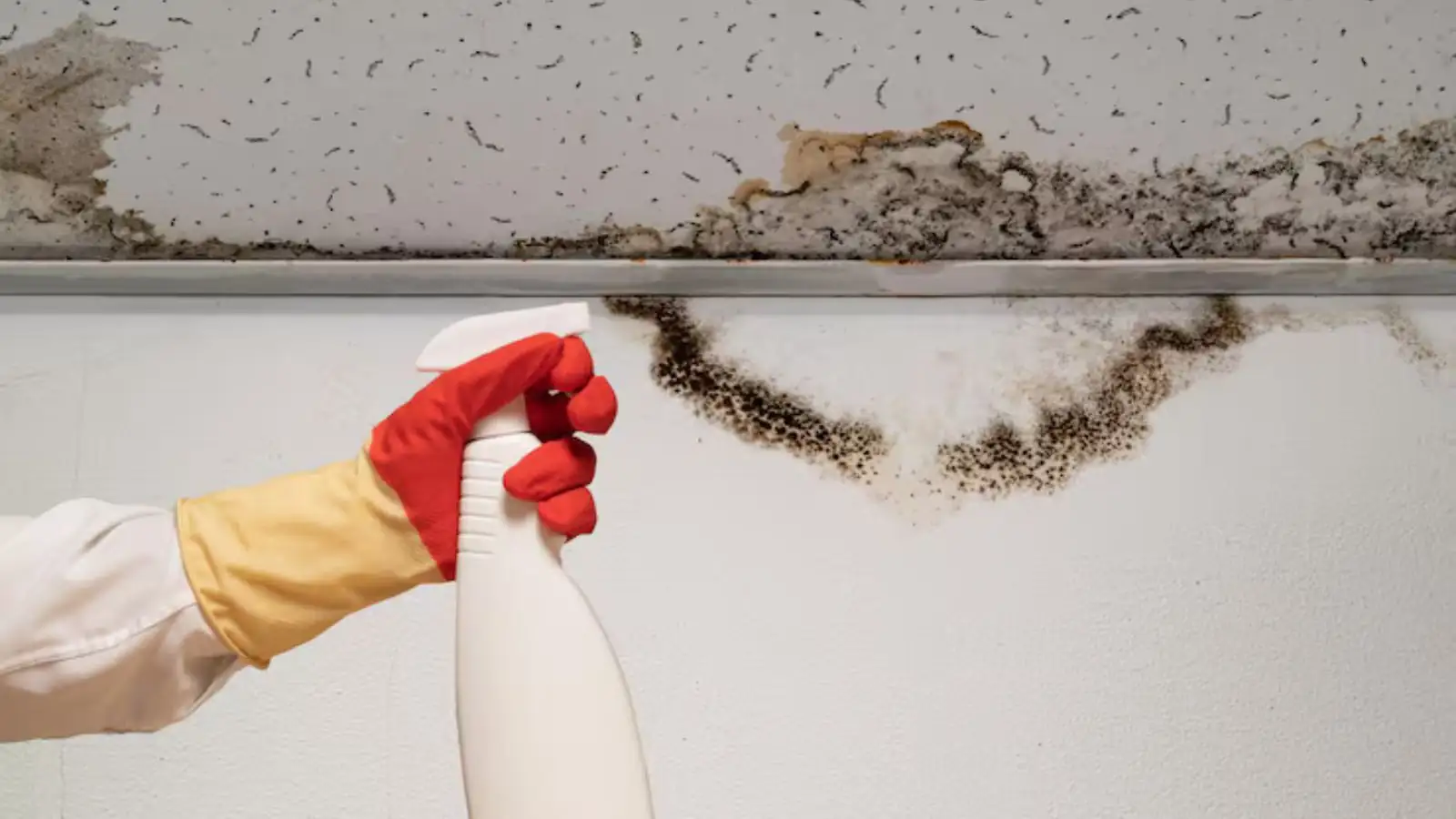 Mold along a ceiling edge with a gloved hand holding a spray bottle