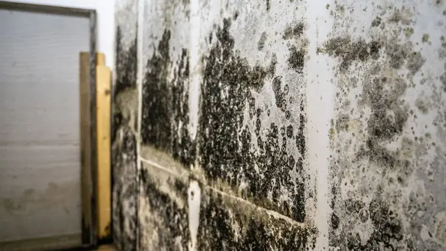 Dark mold growth across a damp wall
